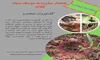  اطلاعیه مبارزه با سوسک سیاه غلات